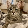 adoptable Cat in rochester, ny, NY named Clawsina