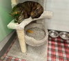 Gimlet - Photo 4
