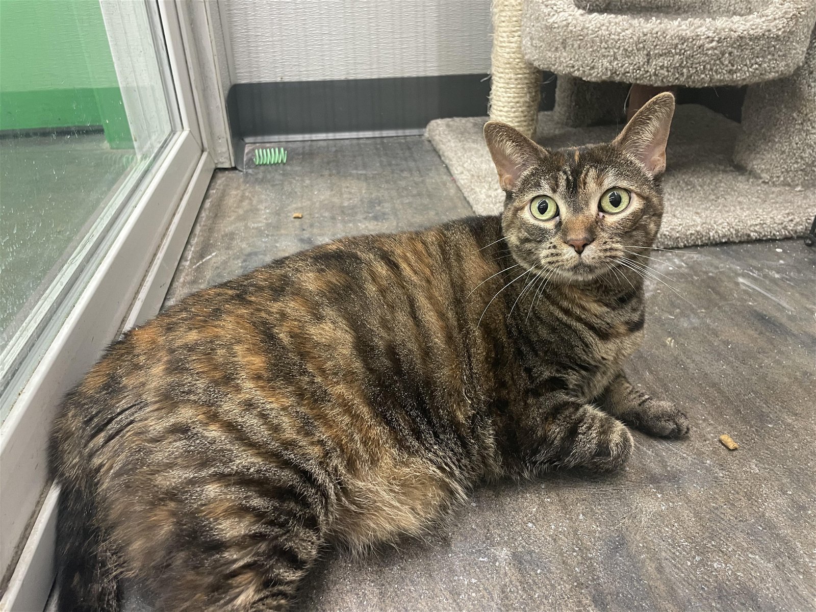adoptable Cat in Rochester, NY named Gimlet
