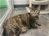 adoptable Cat in rochester, NY named Gimlet