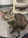 Gimlet - Photo 3