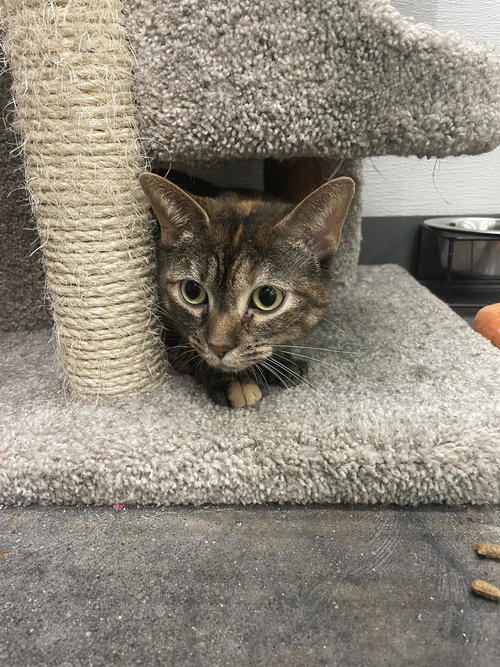 GIMLET - Domestic Short Hair available for adoption