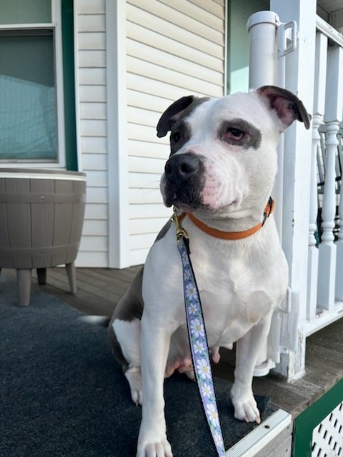 adoptable Dog in Rochester, NY named Zaila