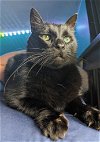 adoptable Cat in rochester, NY named Smokey