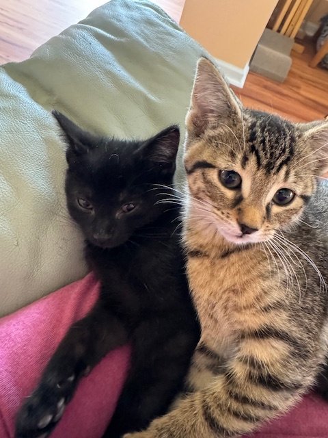 adoptable Cat in Rochester, NY named Jameson and Kira bonded
