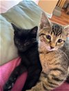 adoptable Cat in rochester, NY named Jameson and Kira bonded