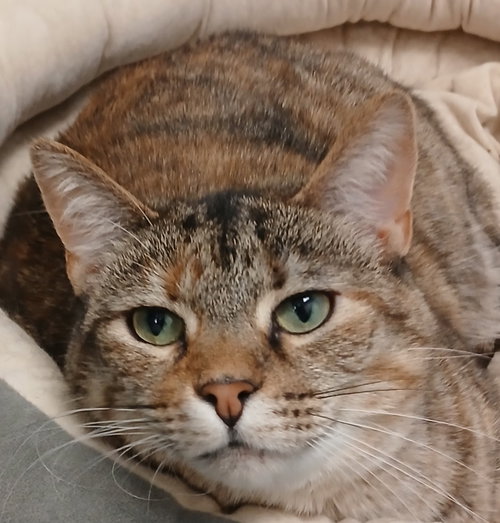 picture of the cat needing adoption