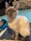 adoptable Cat in rochester, NY named Missy Elliot