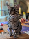 adoptable Cat in Rochester, NY named Buffalo Billy - Special needs- Tripod