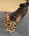 adoptable Cat in Rochester, NY named Lance