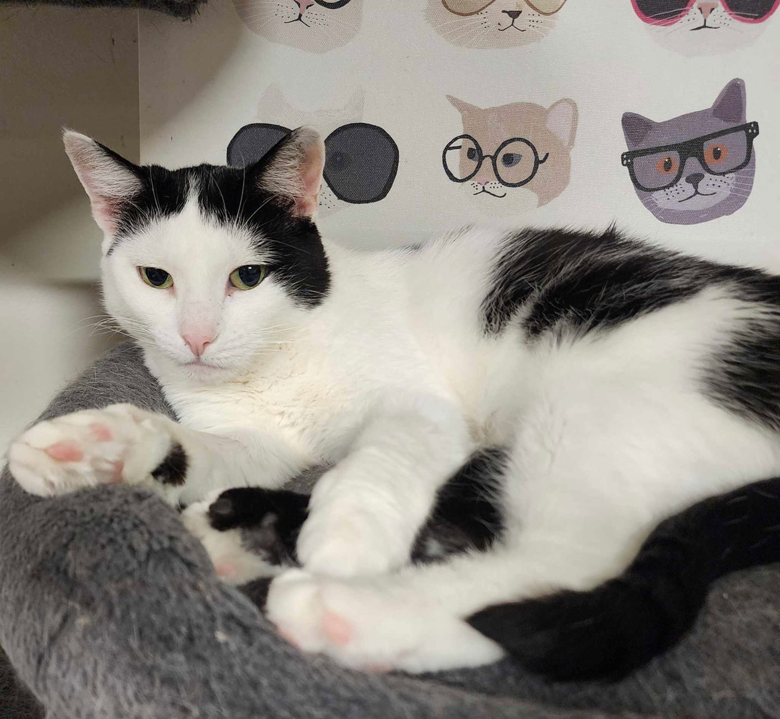 adoptable Cat in Rochester, NY named Star fruit