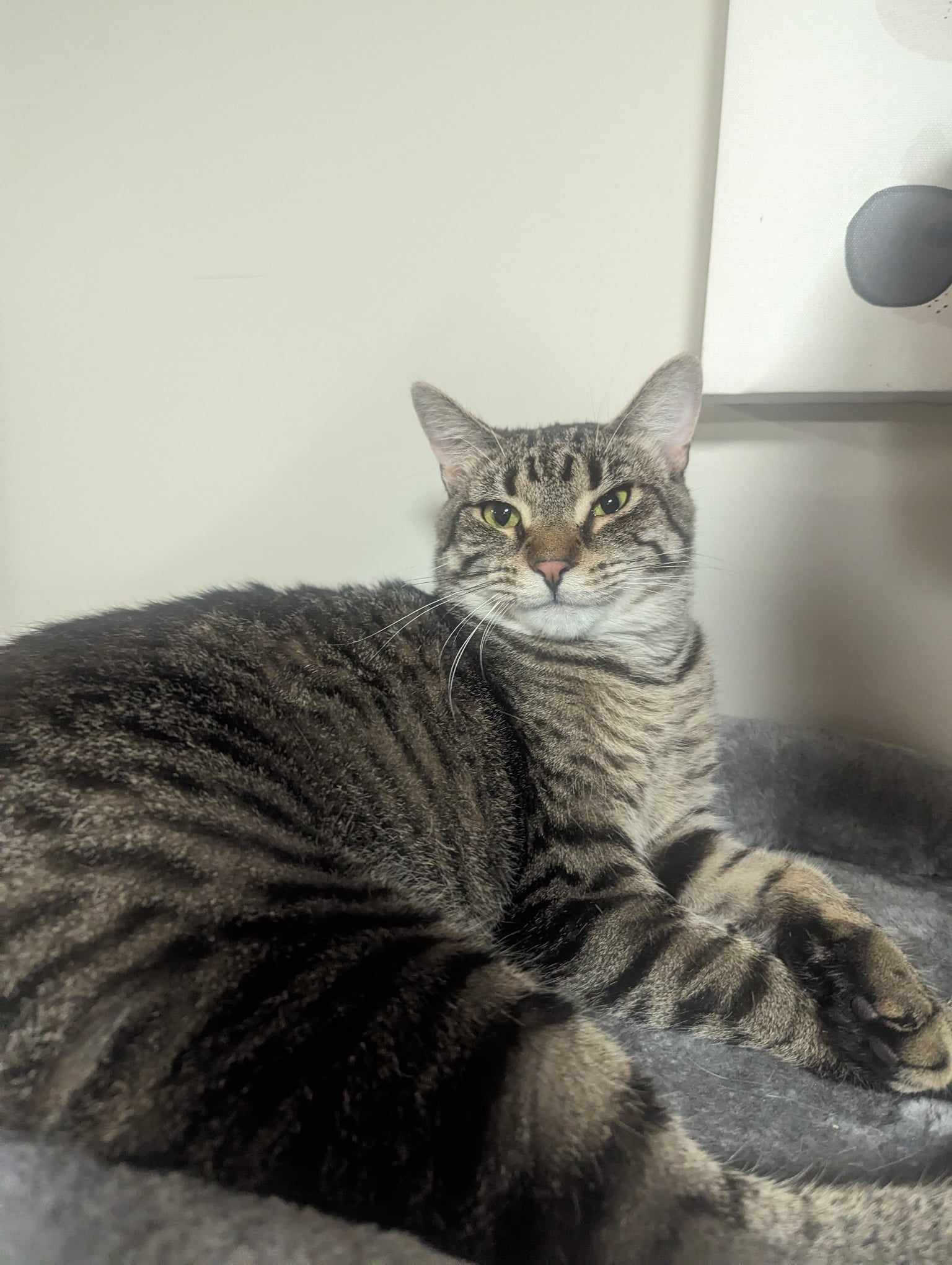 adoptable Cat in Rochester, NY named Gabby- FIV +