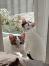 adoptable Cat in Rochester, NY named Guapo and Bonita bonded siblings