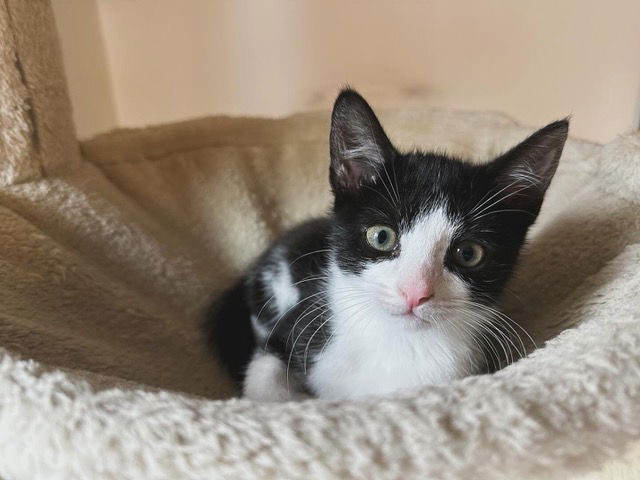 adoptable Cat in Rochester, NY named Ziti