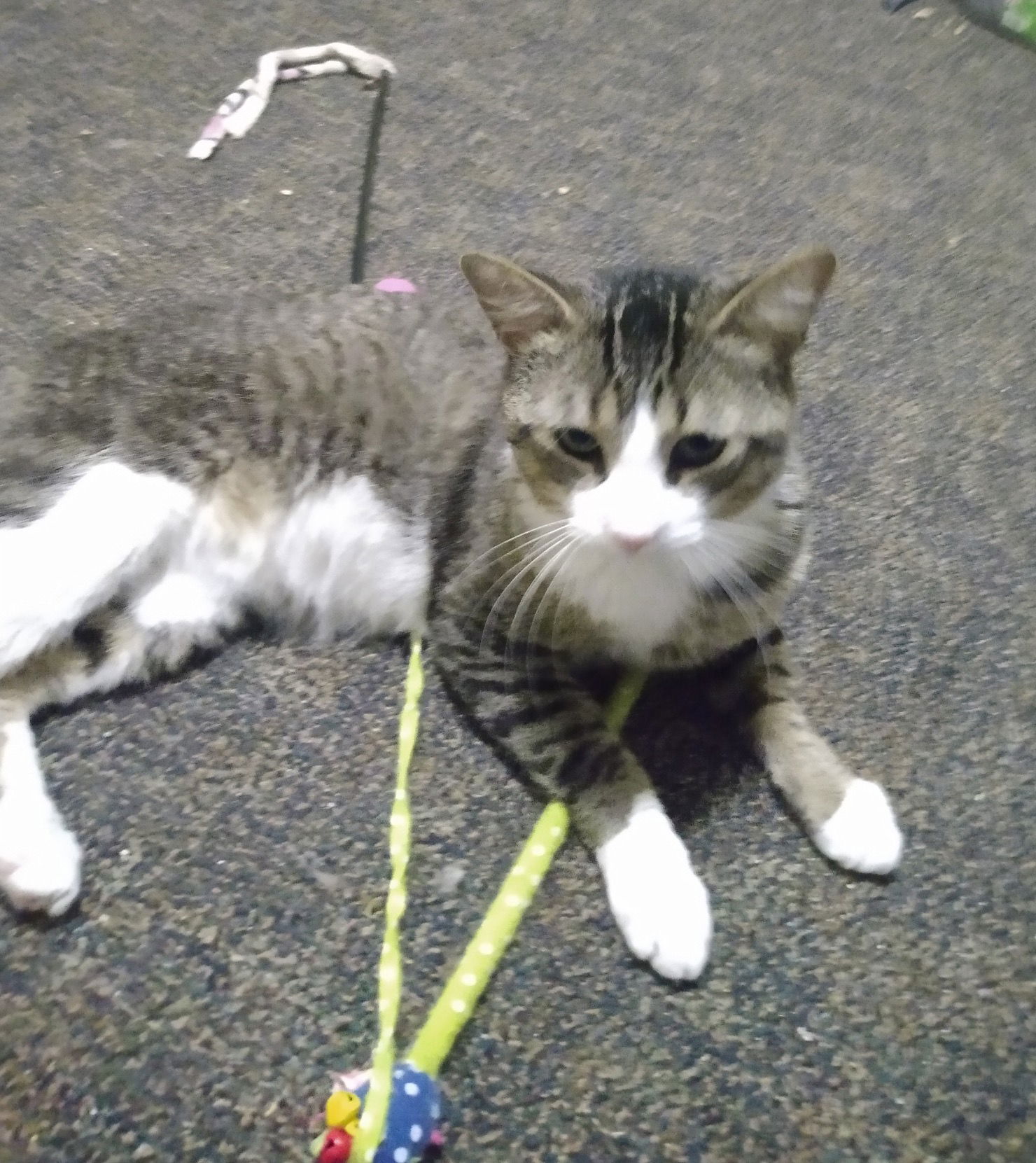 adoptable Cat in Rochester, NY named Jaspurr