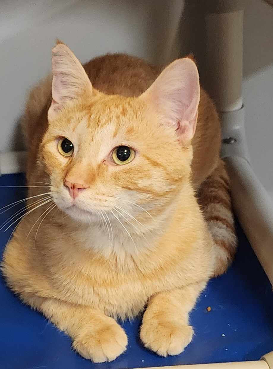 adoptable Cat in Rochester, NY named Herbert