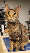 adoptable Cat in Rochester, NY named Sugar