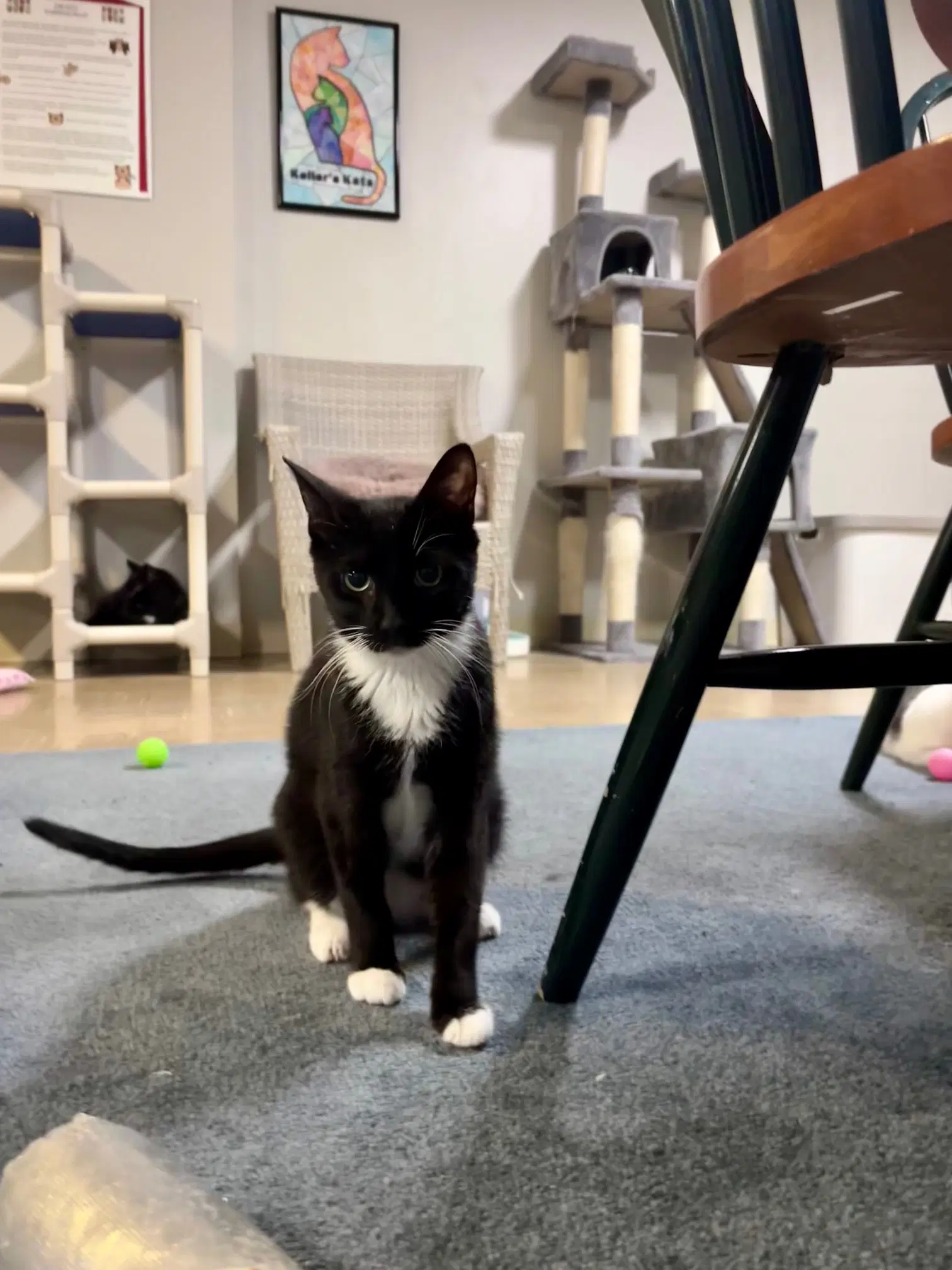 Gyro - Domestic Short Hair