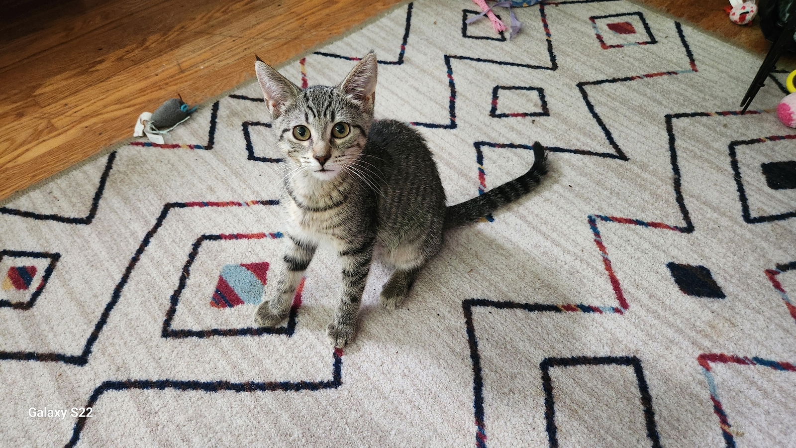 adoptable Cat in Rochester, NY named Clinky