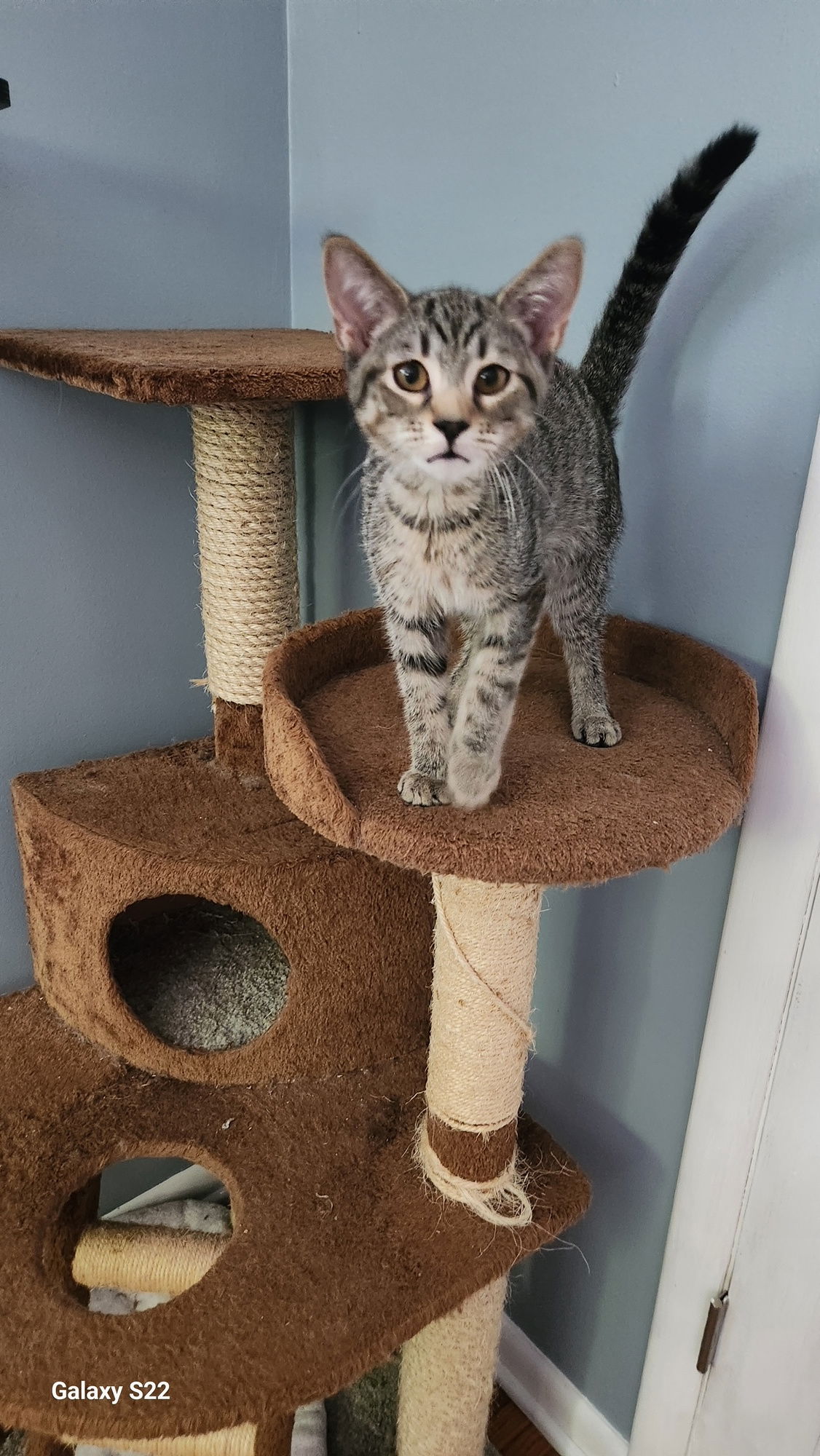 adoptable Cat in Rochester, NY named Robo