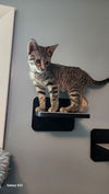 adoptable Cat in , NY named Navia