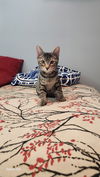 adoptable Cat in , NY named Red Rose