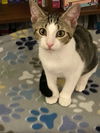 adoptable Cat in Rochester, NY named Gabby Douglas