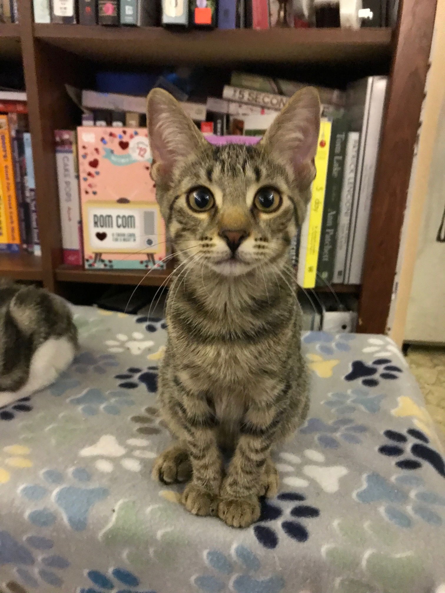 adoptable Cat in Rochester, NY named Jesse Owens