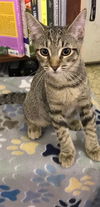 adoptable Cat in , NY named Sammie Lee