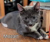 adoptable Cat in Rochester, NY named Mozart and Bach bonded pair