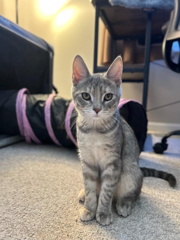 adoptable Cat in Rochester, NY named Gurt