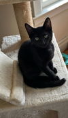 adoptable Cat in , NY named Ebony