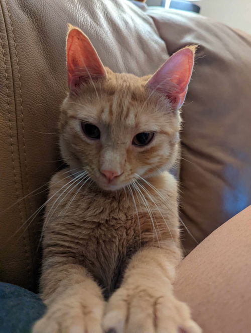 picture of the cat needing adoption
