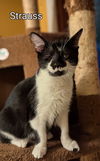 adoptable Cat in rochester, NY named Strauss
