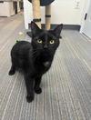 adoptable Cat in rochester, NY named Wiggle Special needs - CH