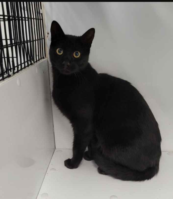adoptable Cat in Rochester, NY named Pebbles