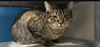 adoptable Cat in rochester, NY named Johnnie