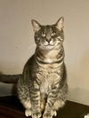adoptable Cat in rochester, NY named Merry
