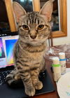 adoptable Cat in rochester, NY named Arwin