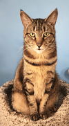 adoptable Cat in Rochester, NY named Milo