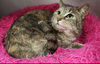 adoptable Cat in Rochester, NY named Cocoa paws and Fluffy paws bonded pair
