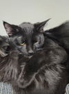 adoptable Cat in rochester, NY named McFluffenstein and McDoodle bonded pair