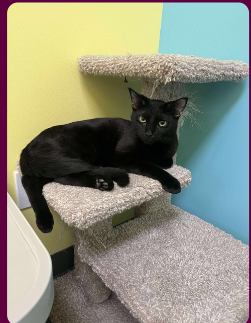 picture of the cat needing adoption