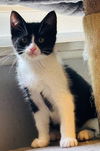 adoptable Cat in rochester, NY named Ace