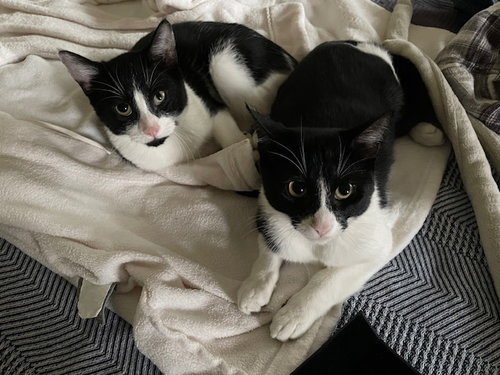 picture of the cat needing adoption