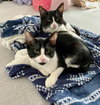 Ace and Jack bonded siblings