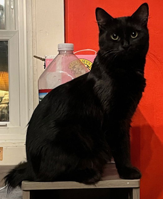 adoptable Cat in Rochester, NY named Jasmine