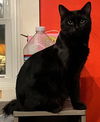 adoptable Cat in rochester, NY named Jasmine