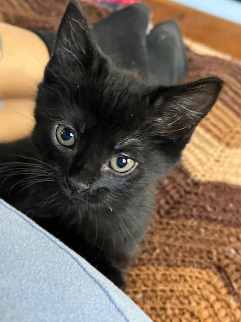adoptable Cat in Rochester, NY named Reggie