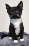 adoptable Cat in rochester, NY named Tutu